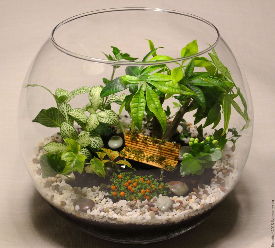 Флорариум пилея