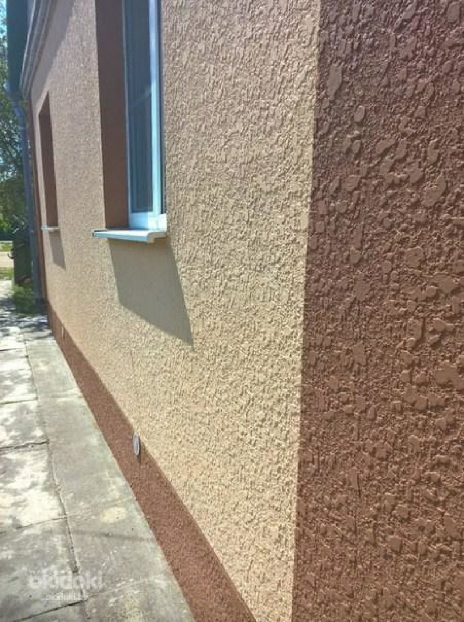 Короед камешковая