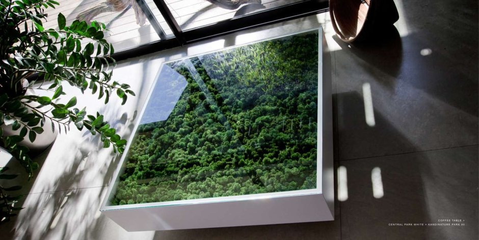 Растения за стеклом