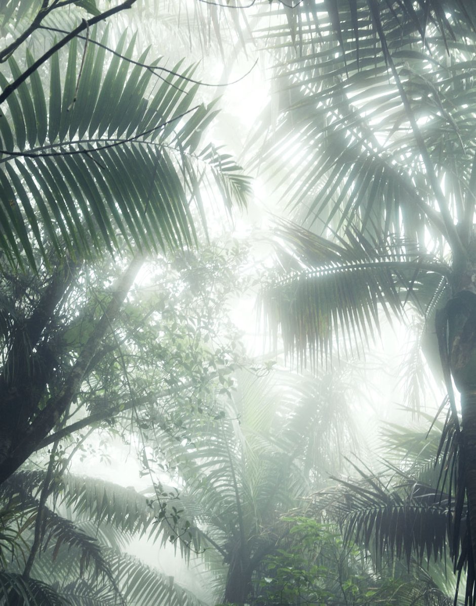 Джунгли за стеклом