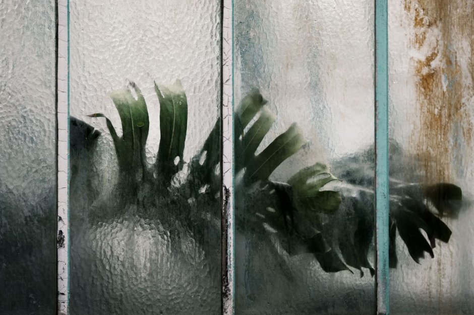 Растения за стеклом