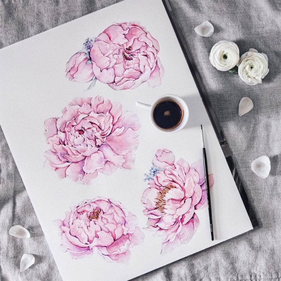 Пионы для скетчбука