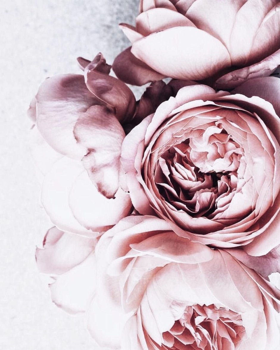 Пудровые розы и пионы