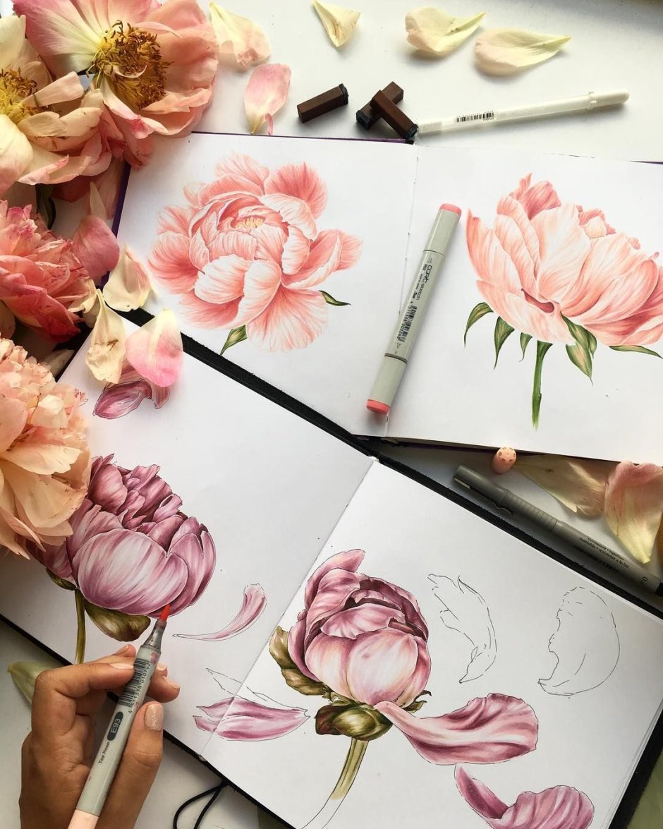 Пионы скетчинг акварель