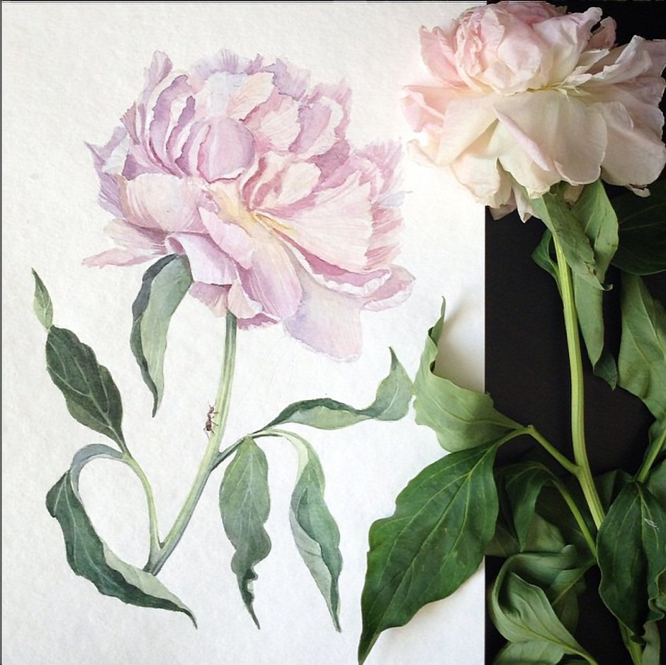 Пионы акварелью на стене