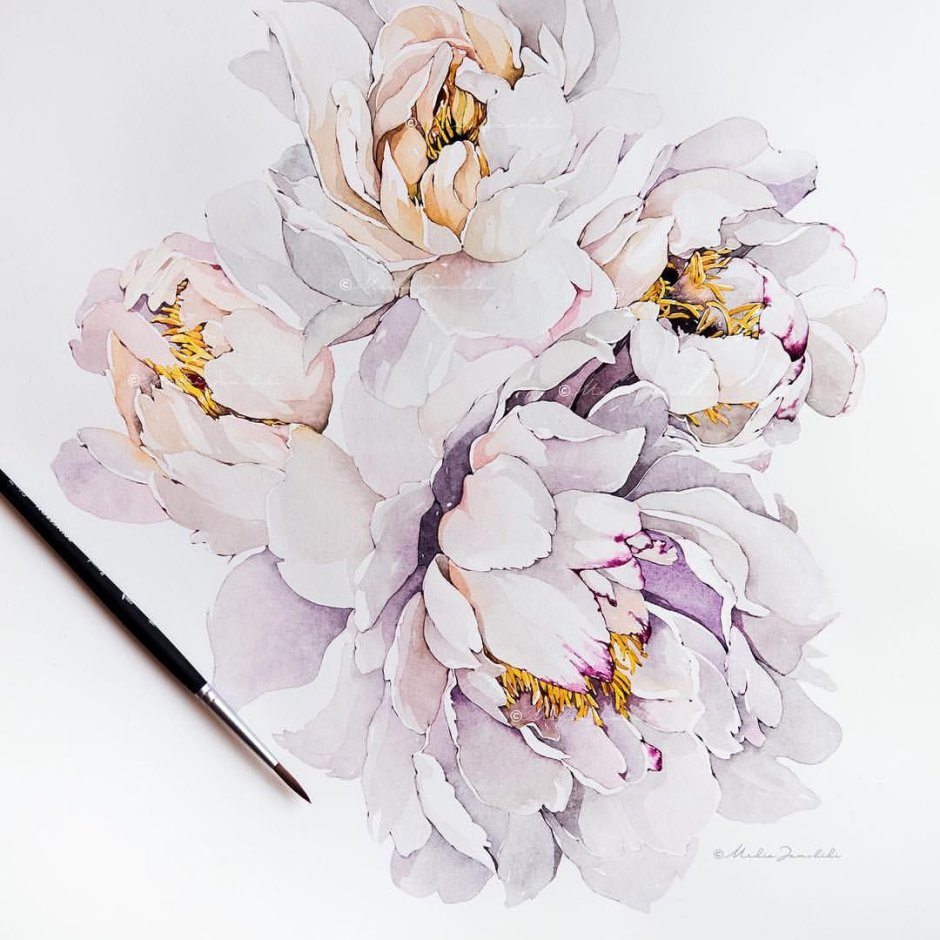 Александра Озерова пионы акварель
