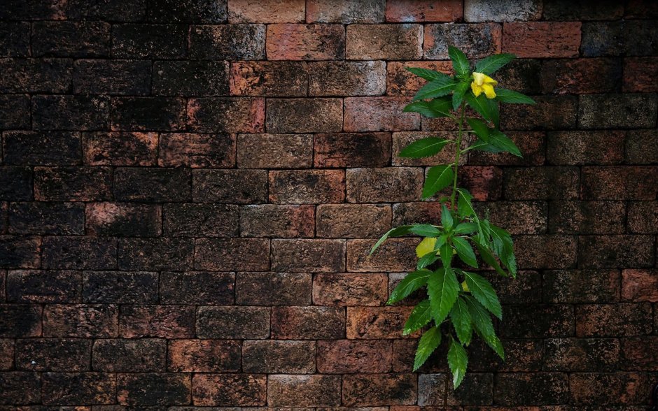 Кирпичная стена с зеленью
