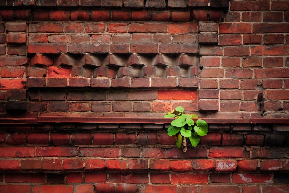 Цветы на кирпичной стене