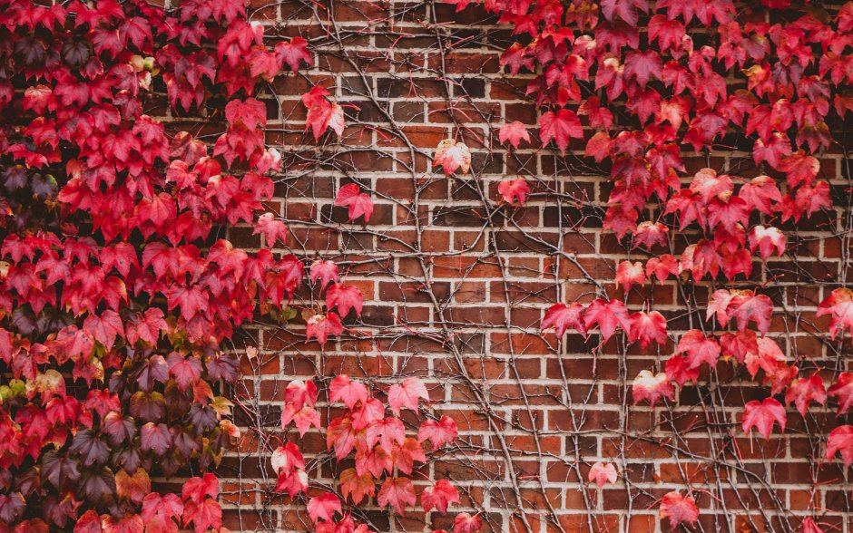 Цветы на кирпичной стене