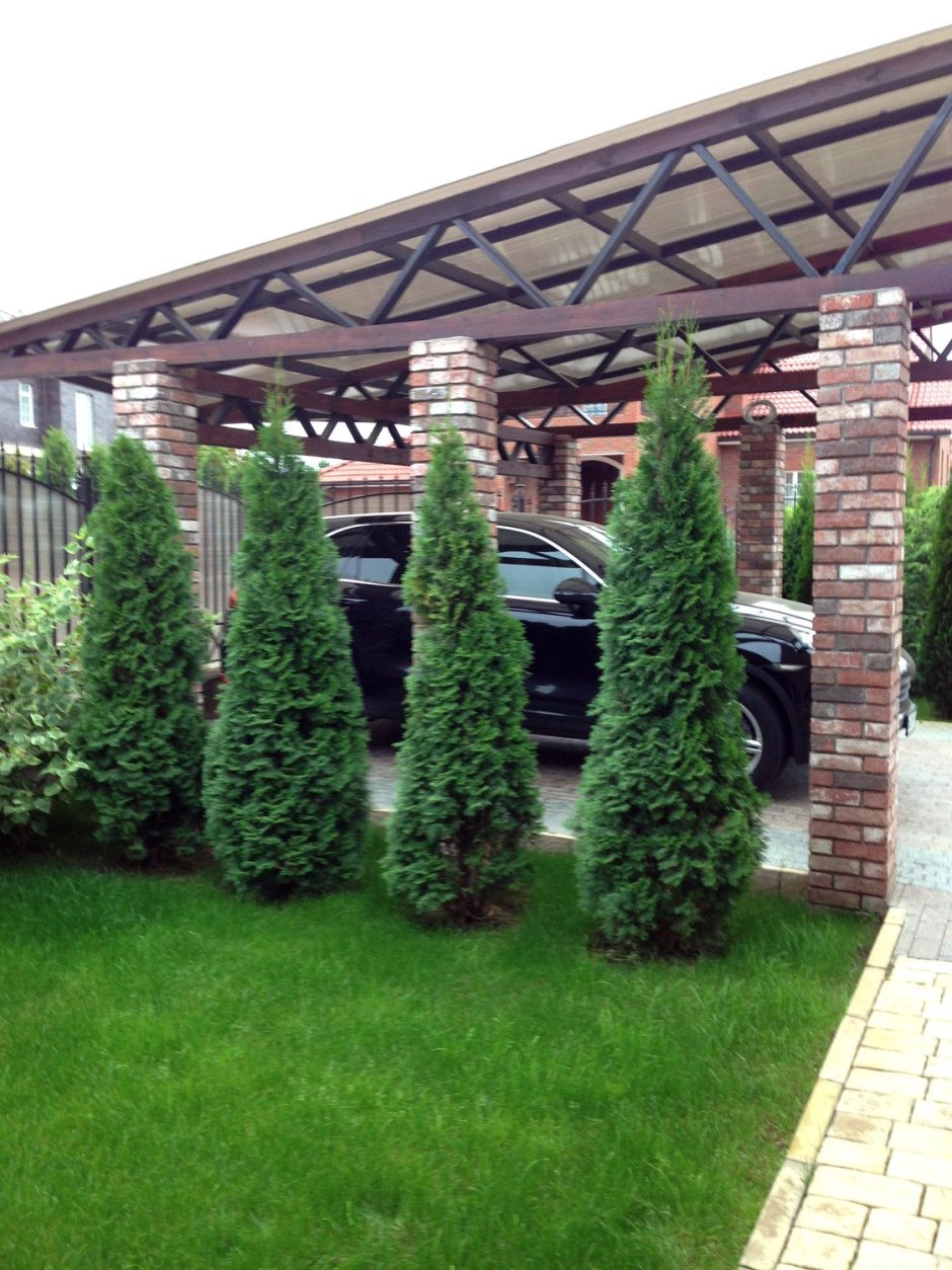 Изгородь из туи Смарагд и Даника