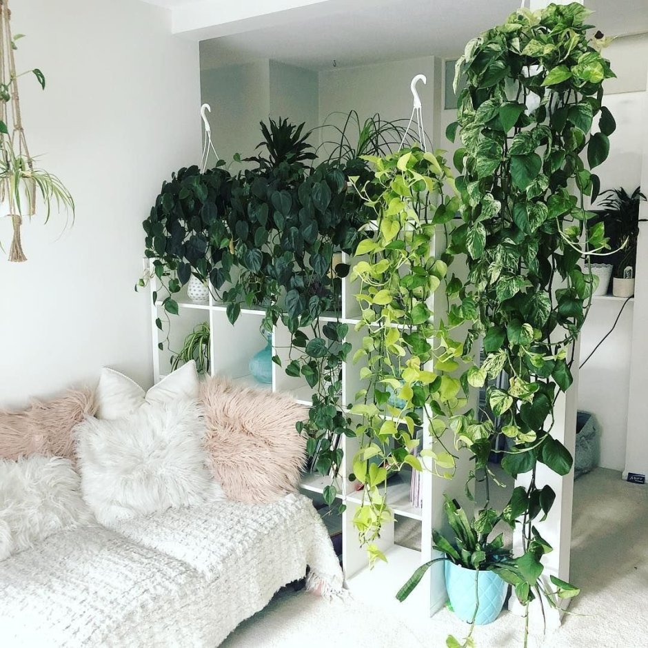 Вьющиеся комнатные цветы в интерьере