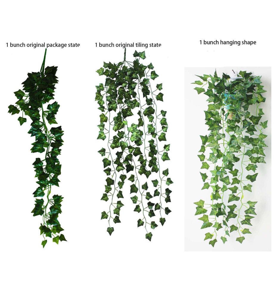 Плющ на стене