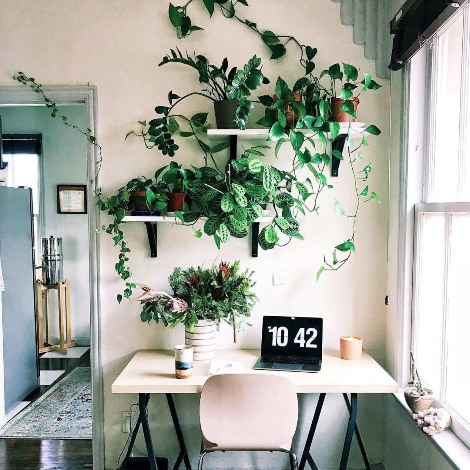 Комнатные цветы на стене