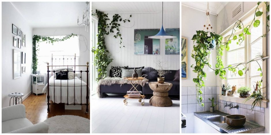 Плющ комнатный в интерьере