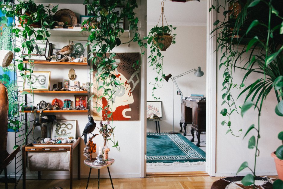 Лианы в интерьере квартиры