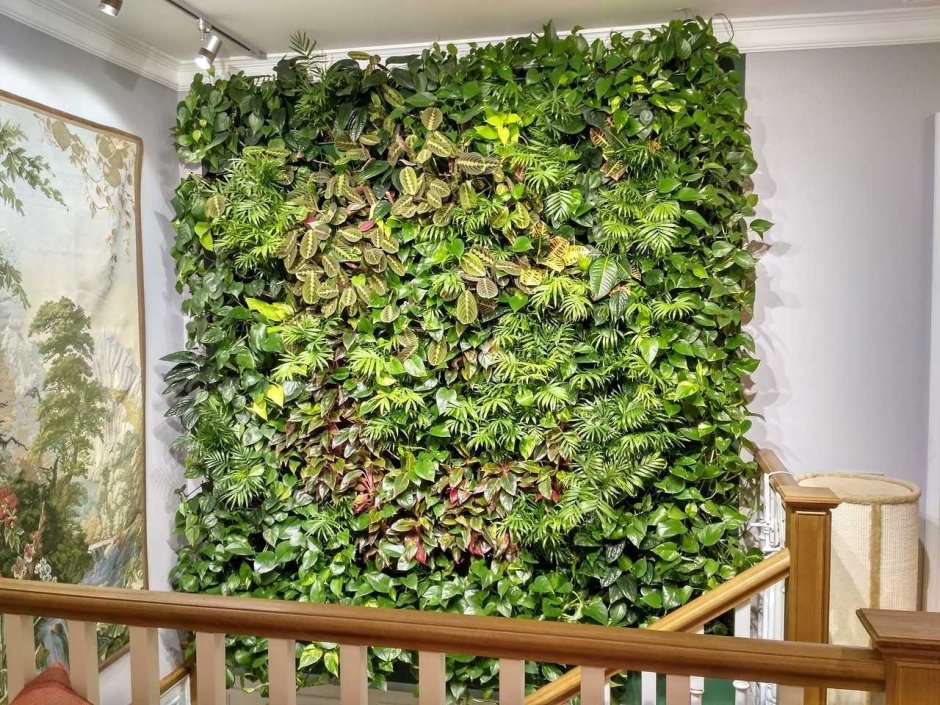 Традесканция фитостена