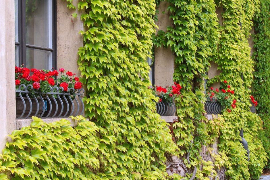 Вертикальное Озеленение лианы