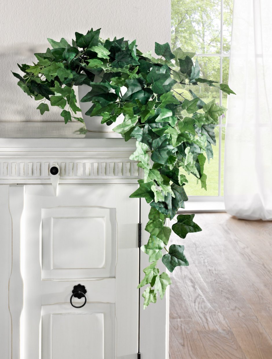 Жасминовидный плющ