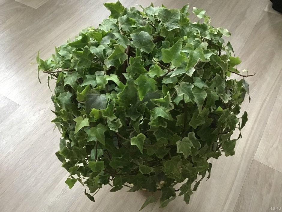 Хедера Хеликс трехцветная