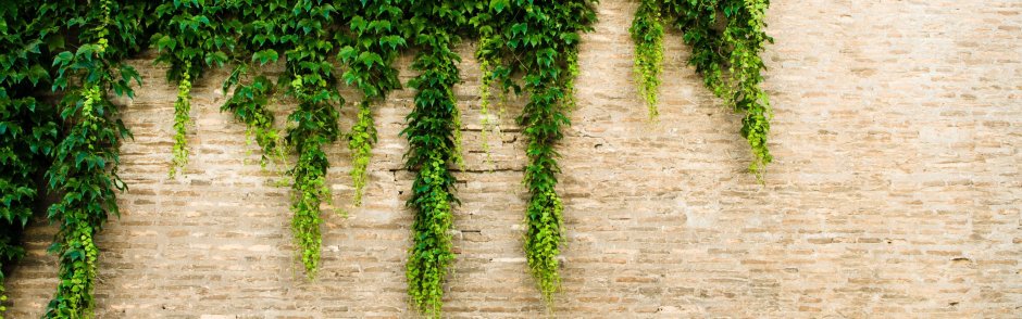 Кирпичная стена с вьюном