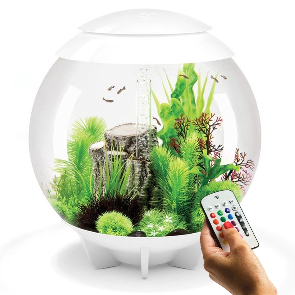 Растения в круглом аквариуме