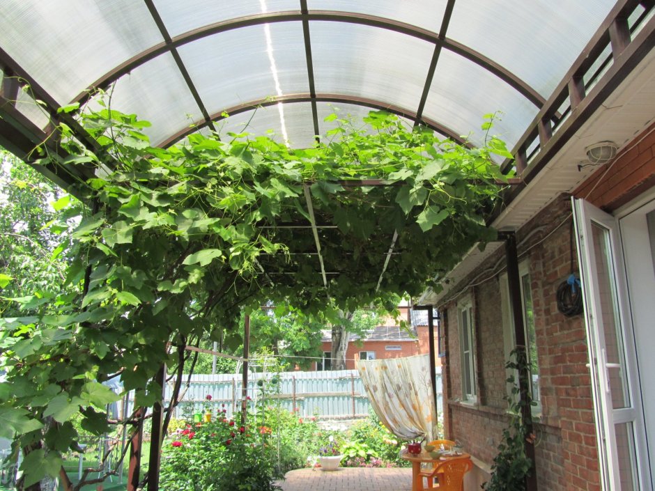 Виноград под навесом из поликарбоната