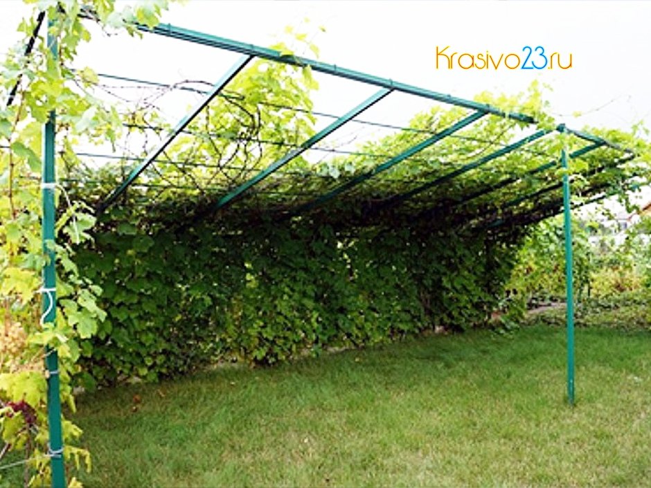 Виноградная лоза на шпалере