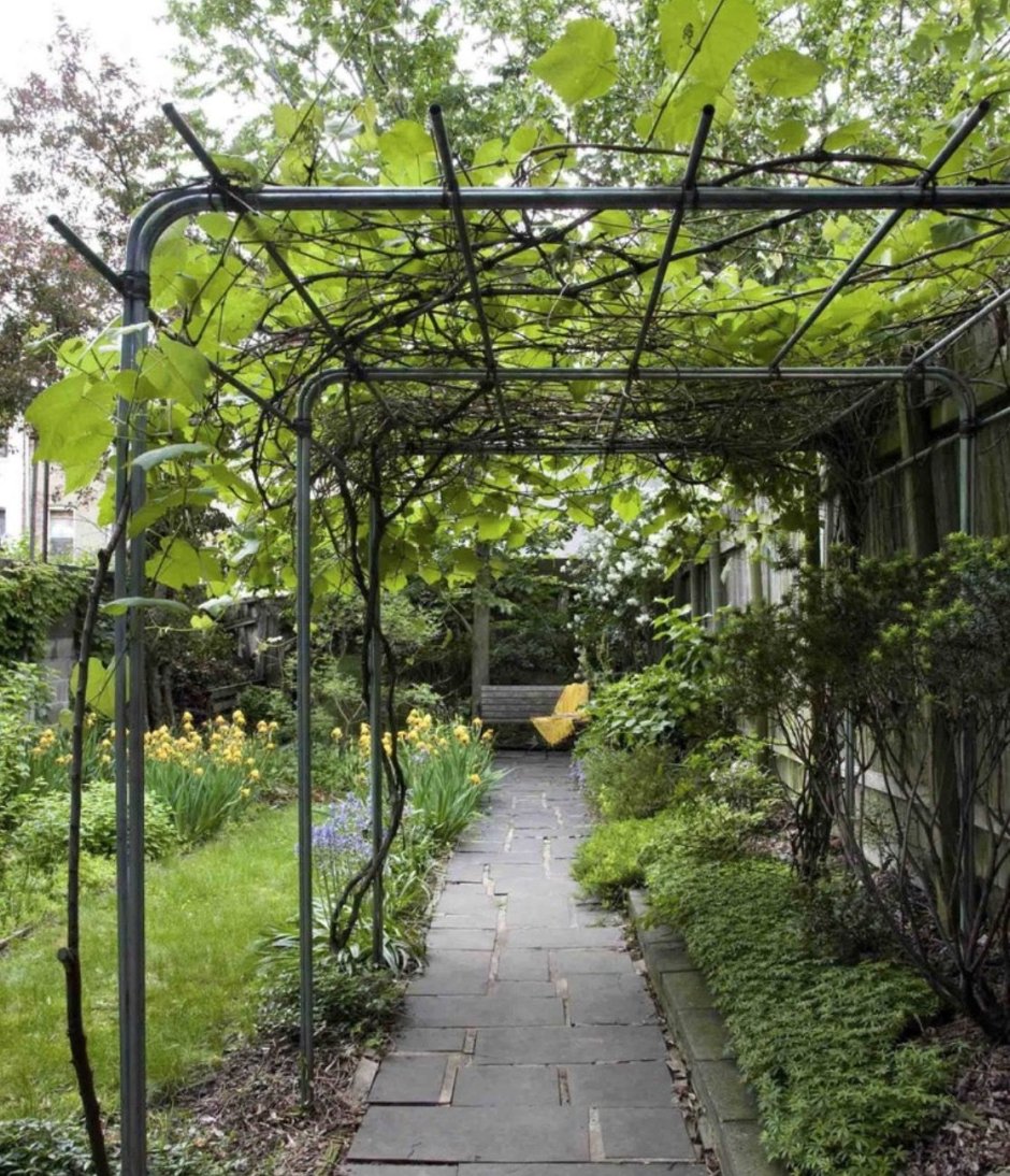 Пергола тендоне виноград