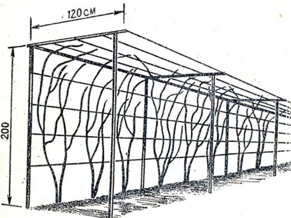 Конструкции двухплоскостных шпалер для винограда