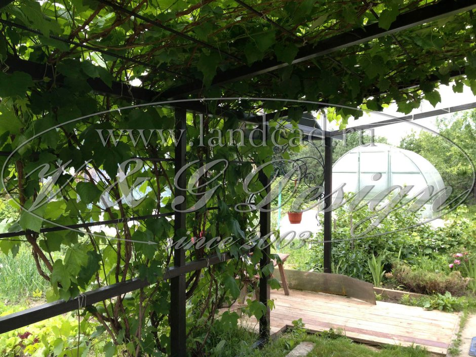 Навес для винограда к дому