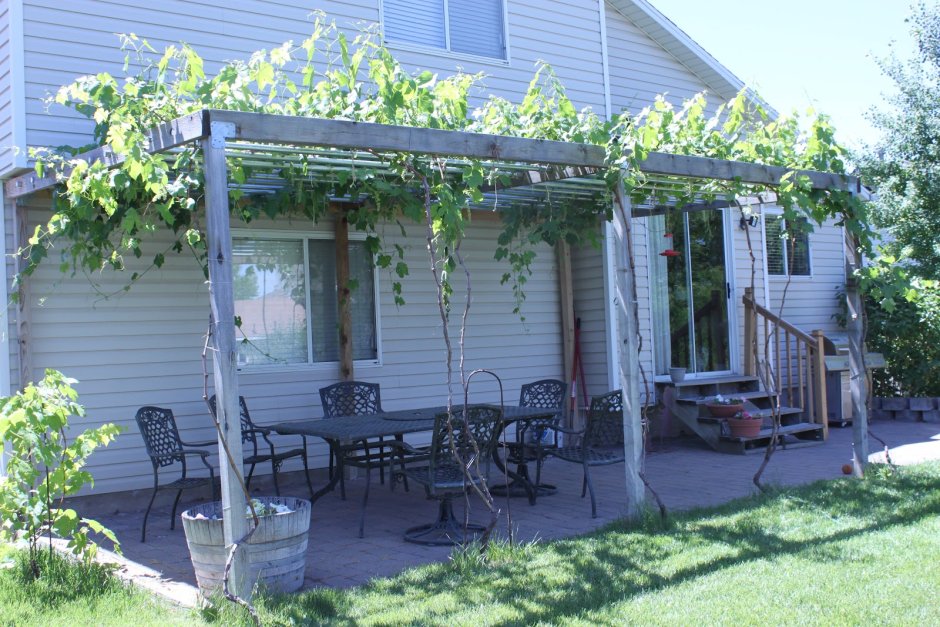 Навес пергола для винограда