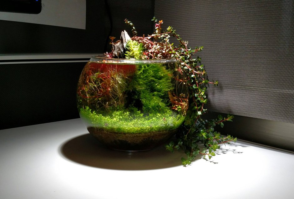 Акваскейп в круглом аквариуме