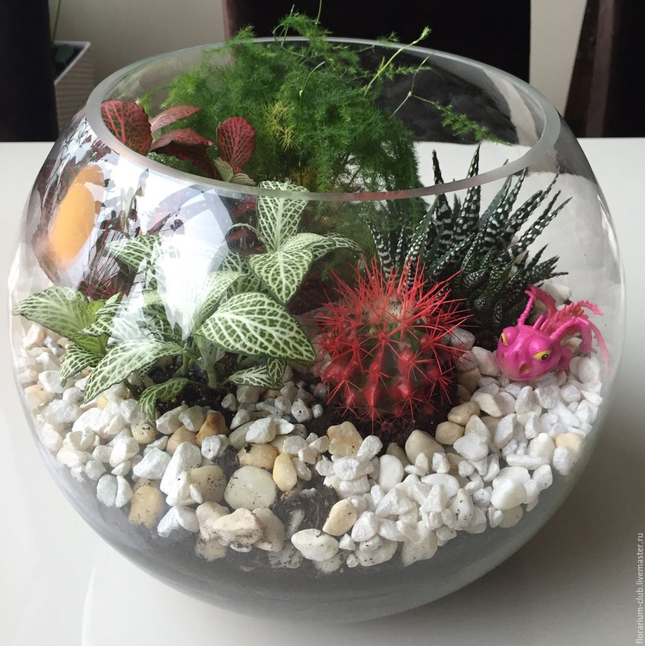 Флорариум с литопсами