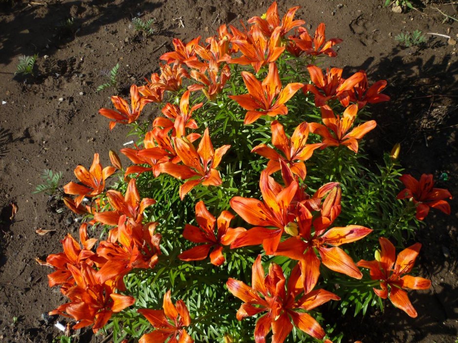Бордюрные сорта лилий