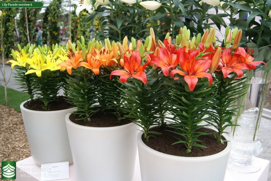 Бордюрные лилии