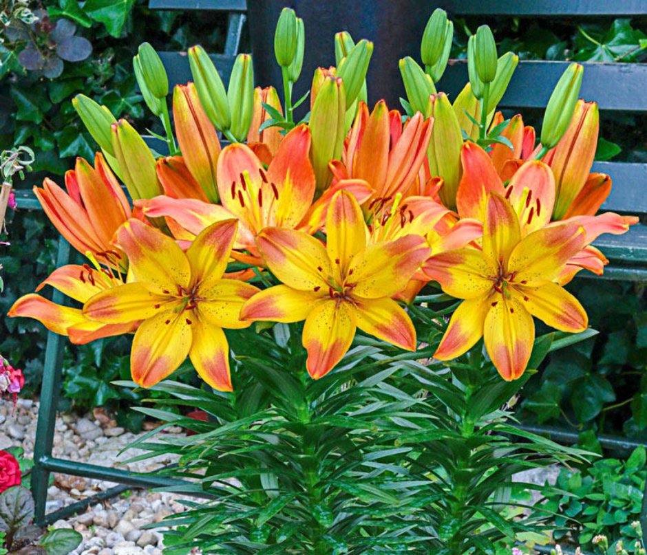 Лилия Хэппи мемориз