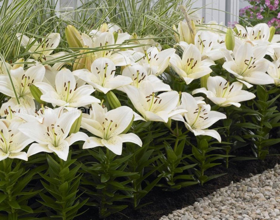 Лилия азиатская горшечная Инувик