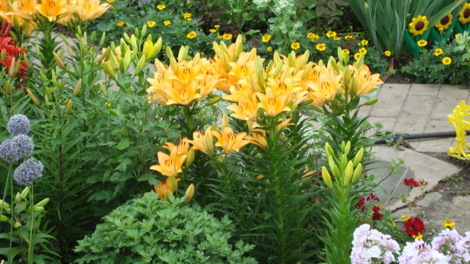 Бордюрные ЛИЛИИЛИЛИЯ Дуская