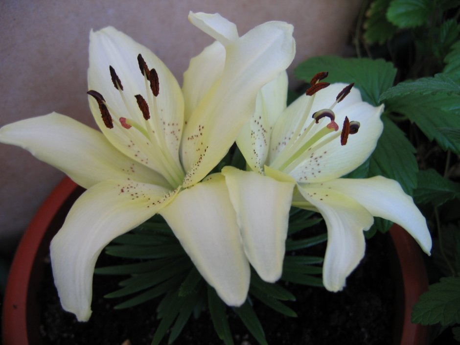 Лилии бордюрные сорта