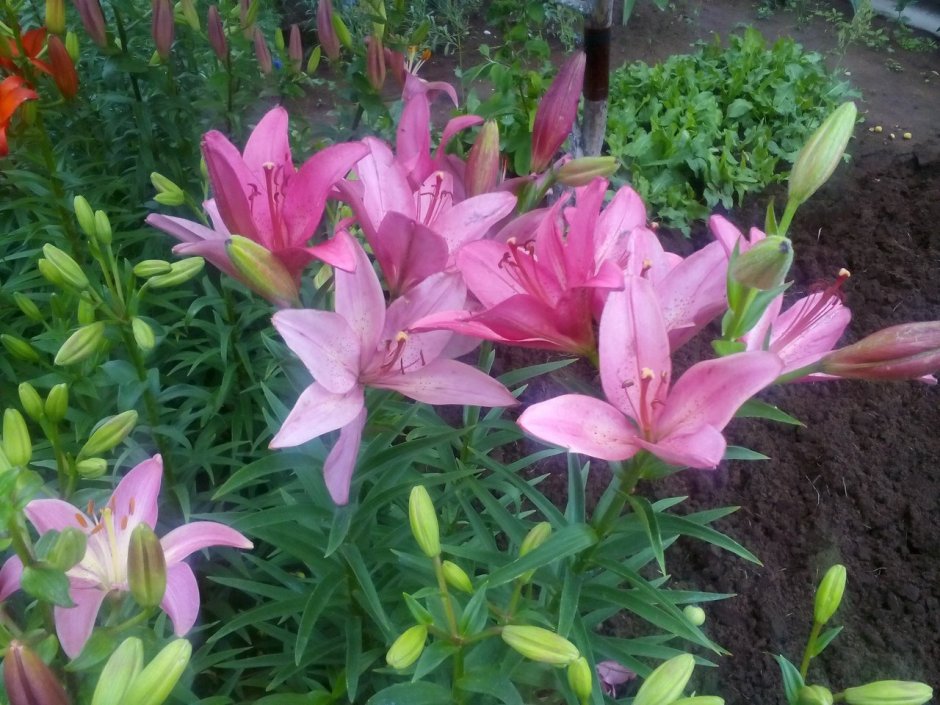 Бордюрные лилии