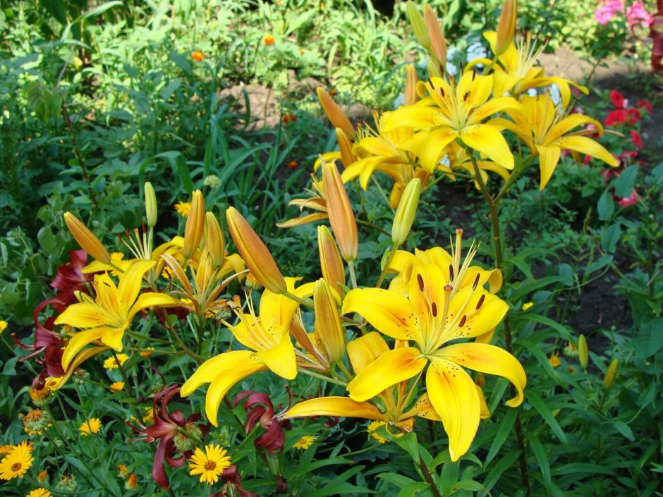 Лилия луковиценосная