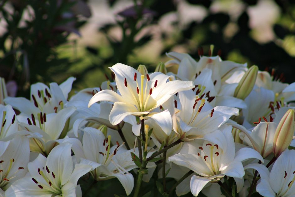 Лилия бордюрная