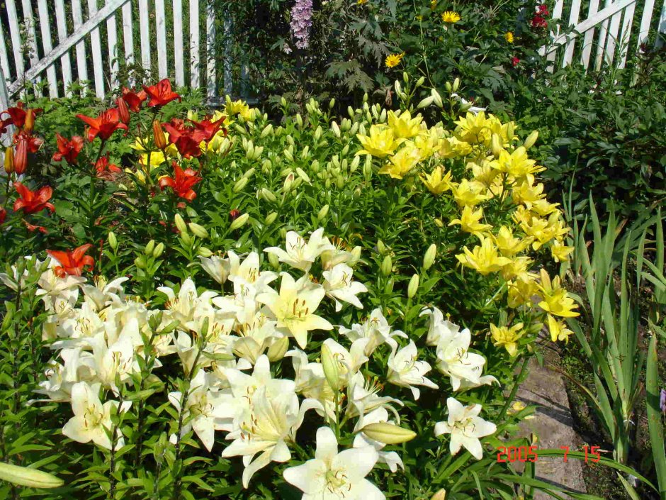 Лилии осенью