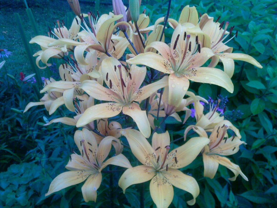 Лилия Toscanini