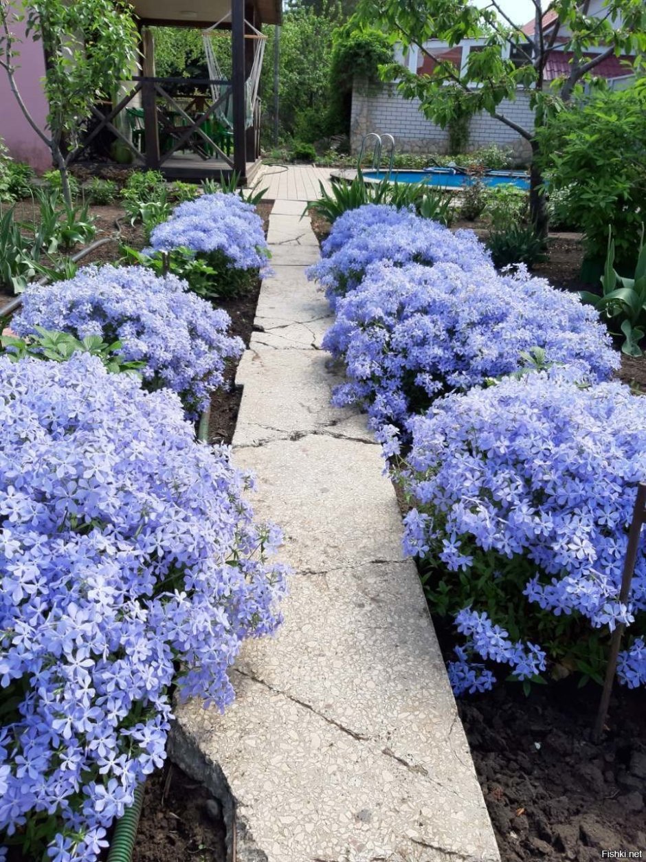 Алиссум лобулярия Каменник