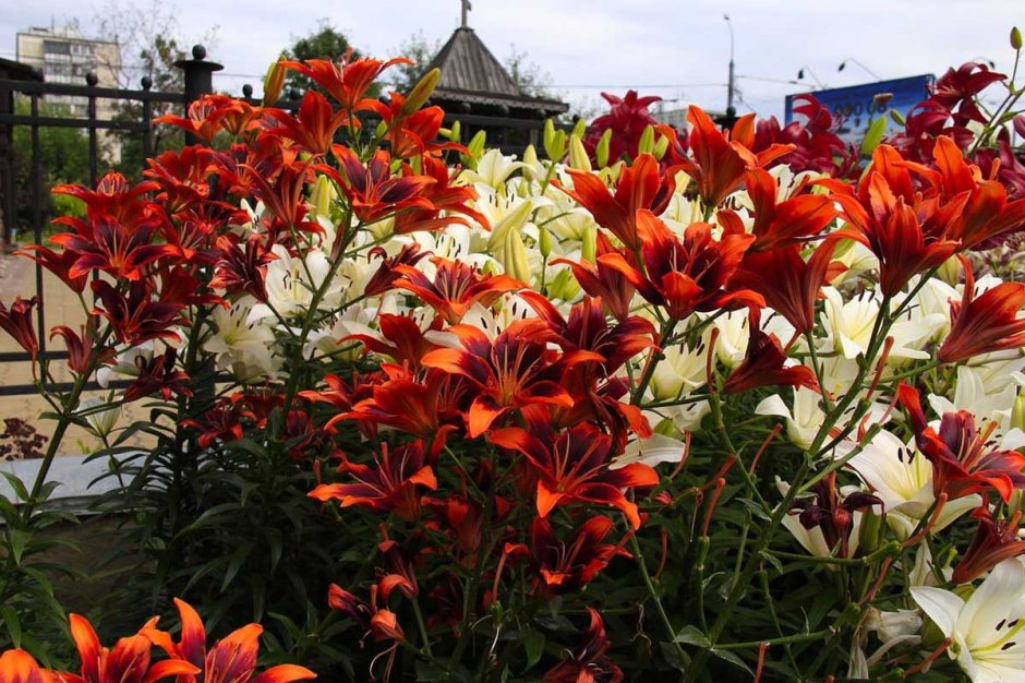 Полив лилий