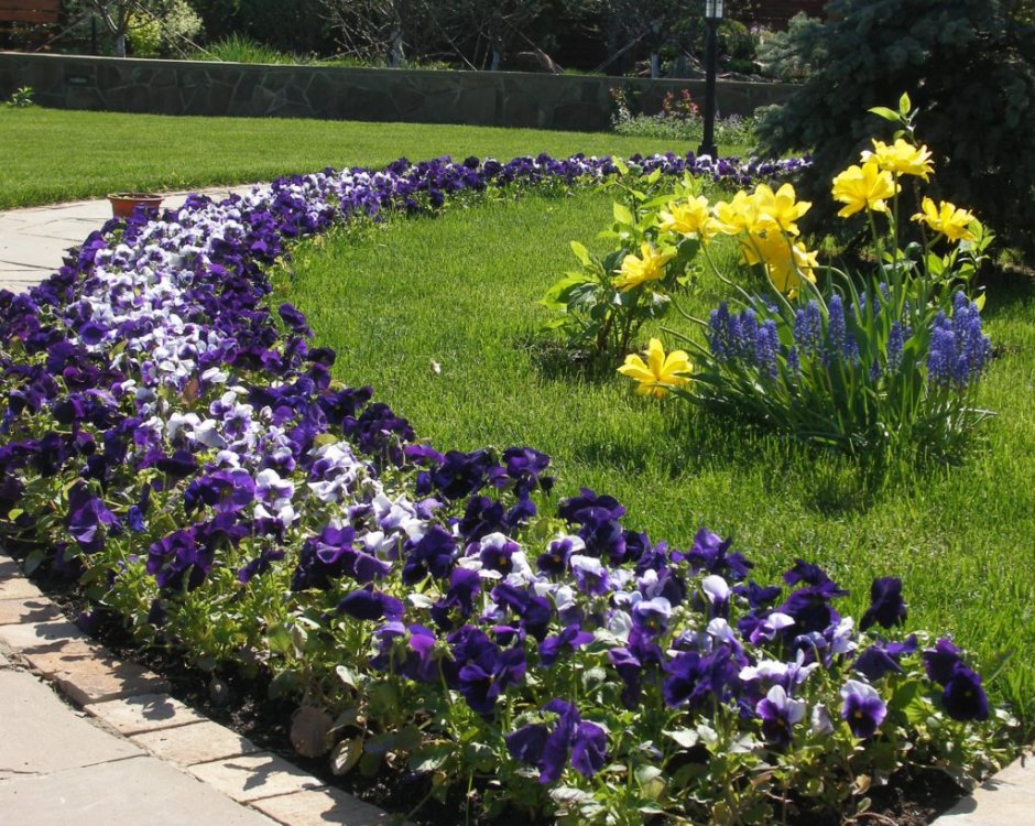 Лобелия в рабатке