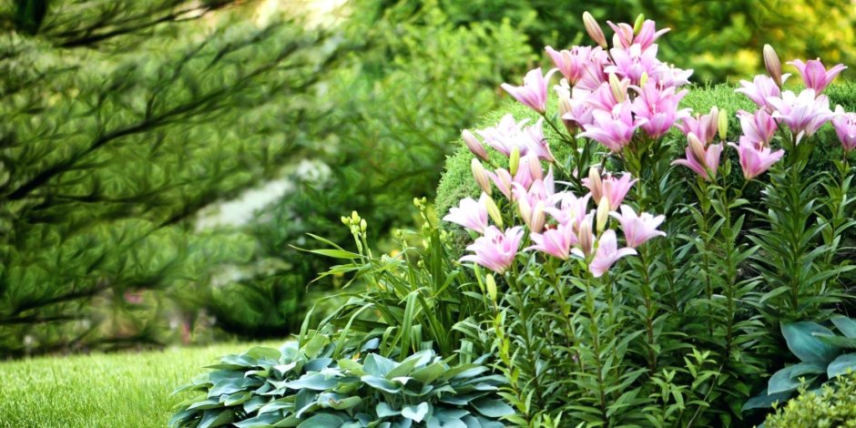 Трио для цветника