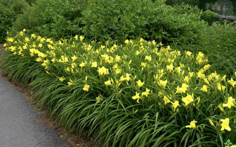 Лилейник Happy Returns