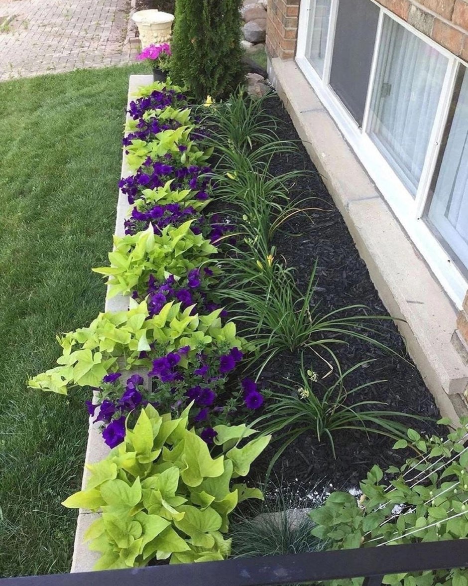 Рабатка Тунберга однолетник